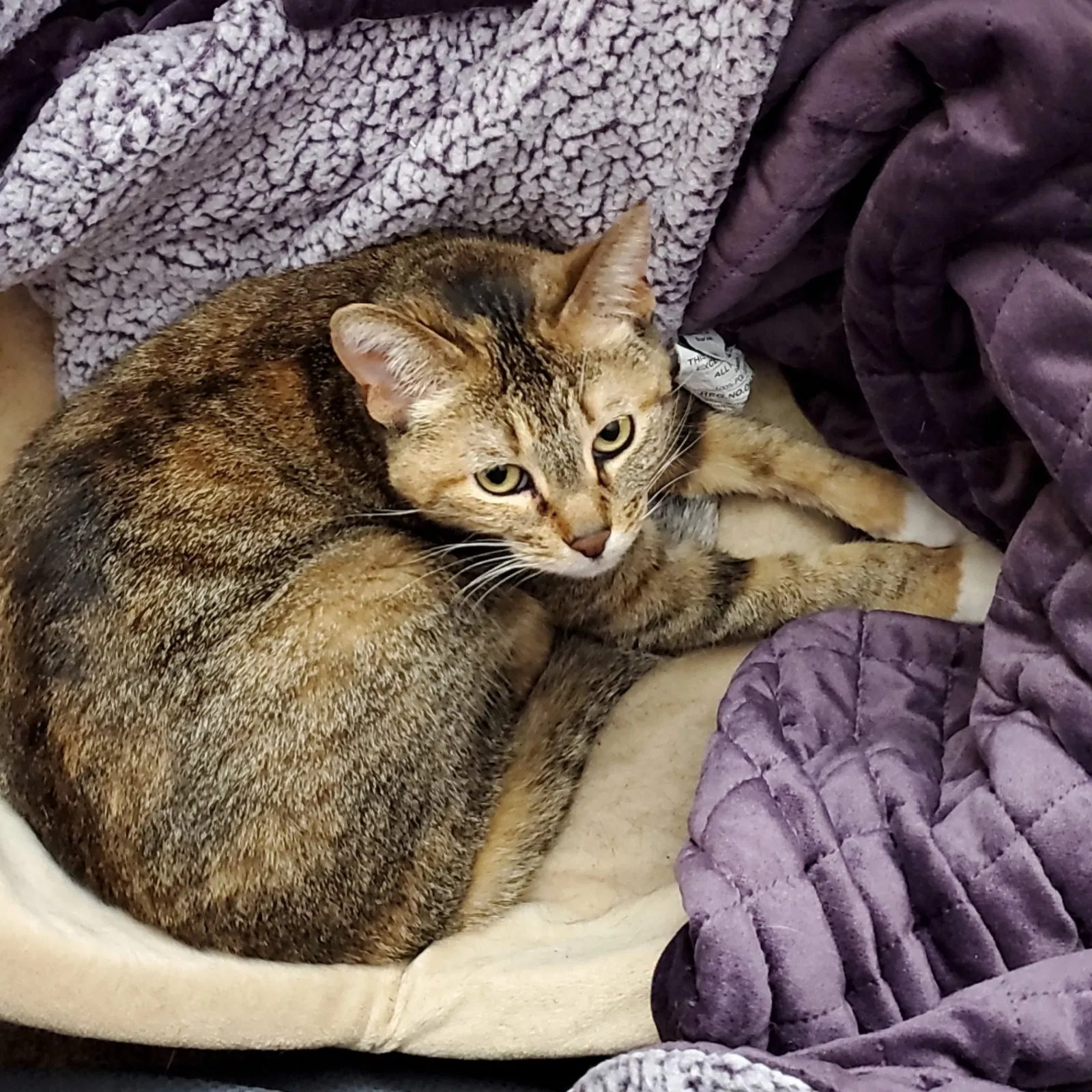 Lost cat in Minneapolis, MN, 55407