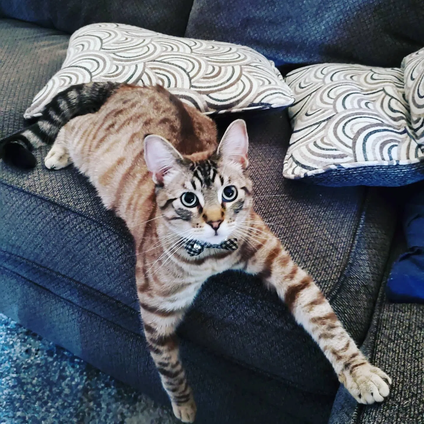 Lost cat in El Monte, CA, 91732
