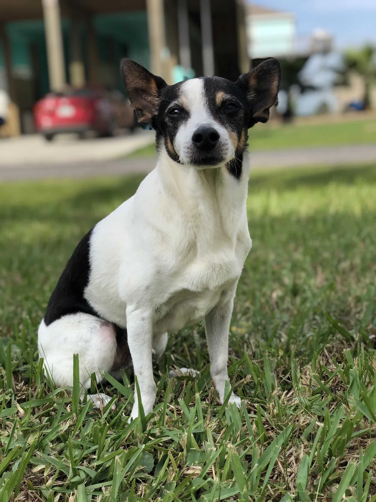 Lost dog in Katy, TX, 77449