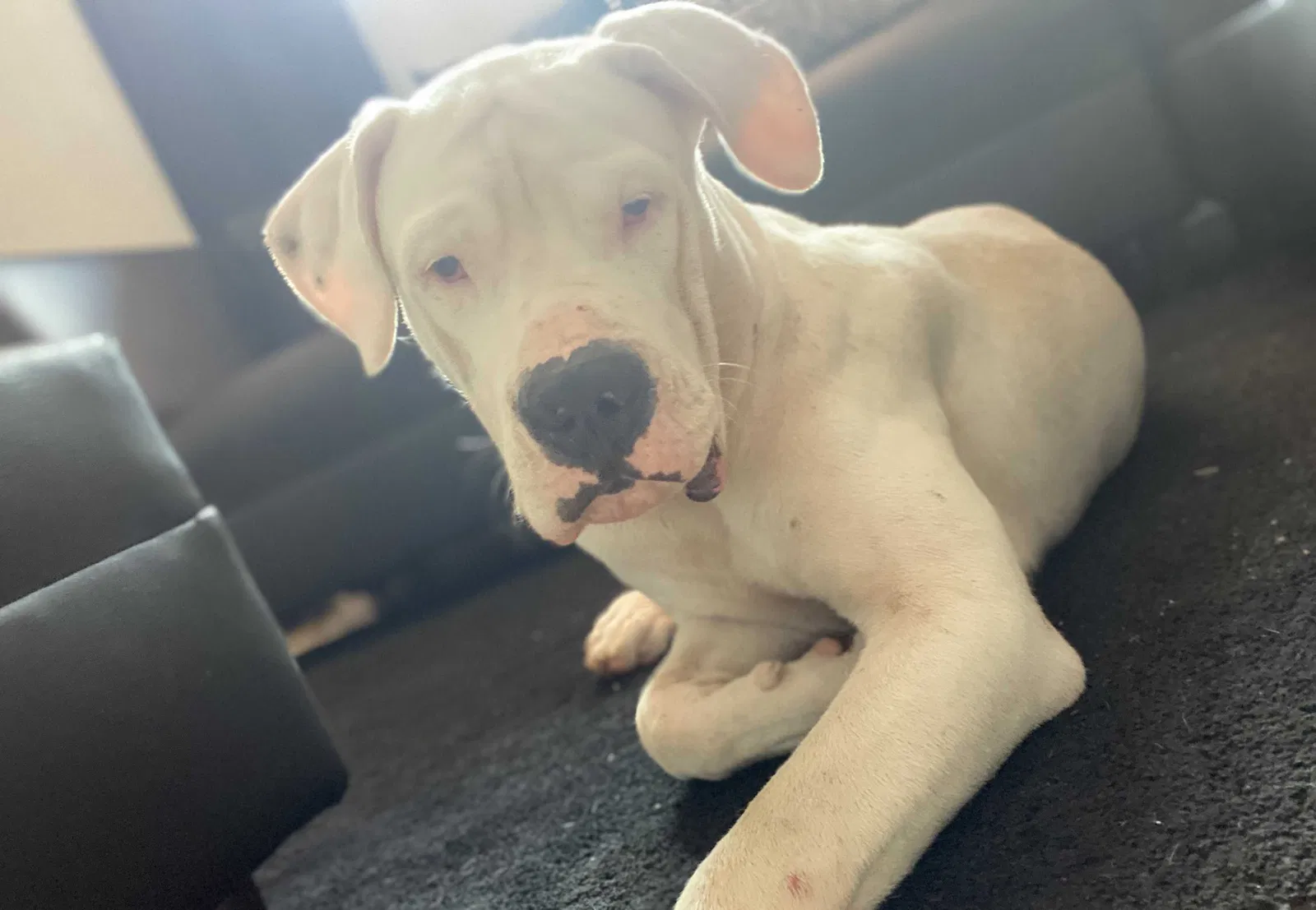 Lost dog in Miami, FL, 33187