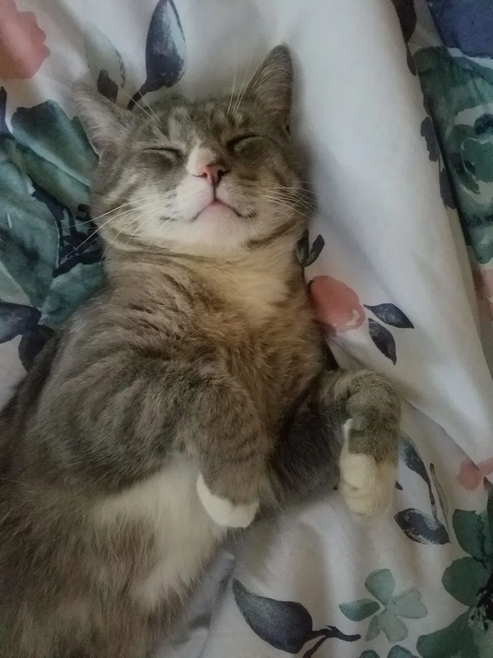 Lost cat in Albert Lea, MN, 56007