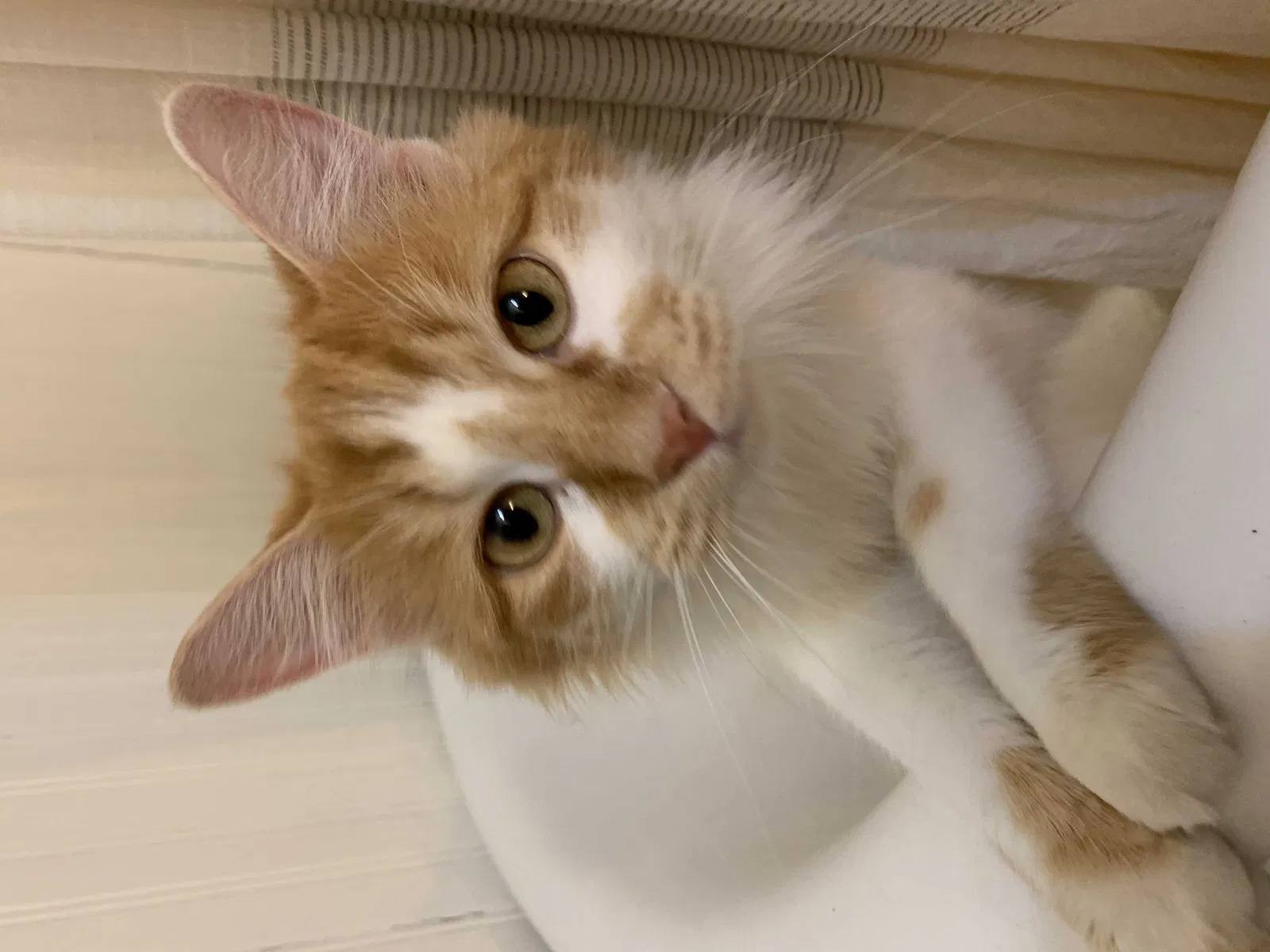 Lost cat in Cleveland, OH, 44126