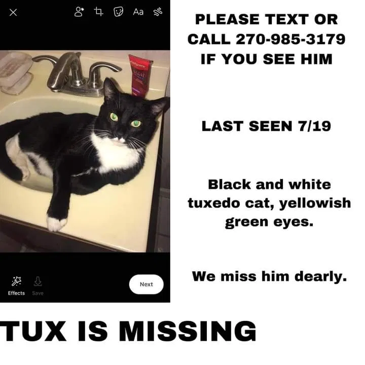 Lost cat in Hopkinsville, KY, 42240