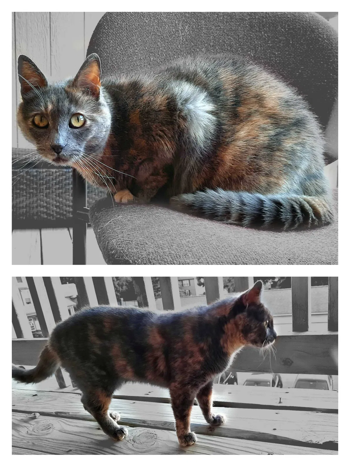 Lost cat in Lawrence, KS, 66049