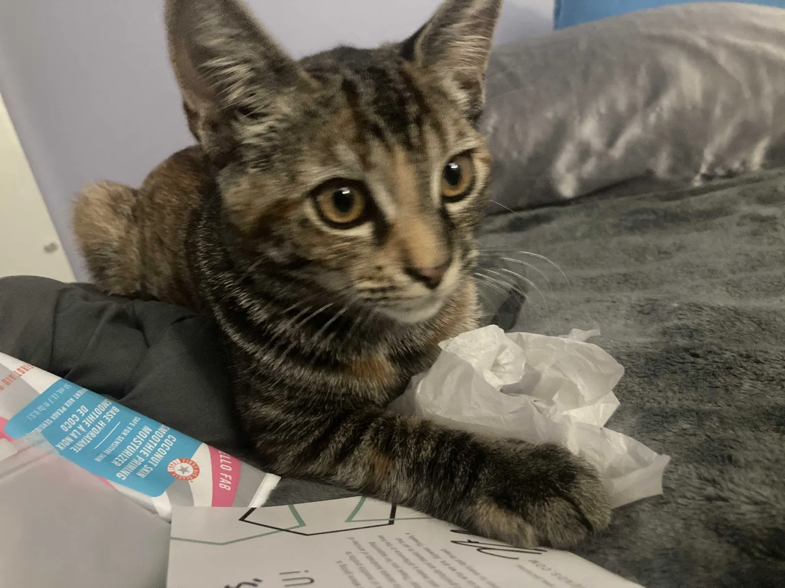 Lost cat in Ventura, CA, 93001