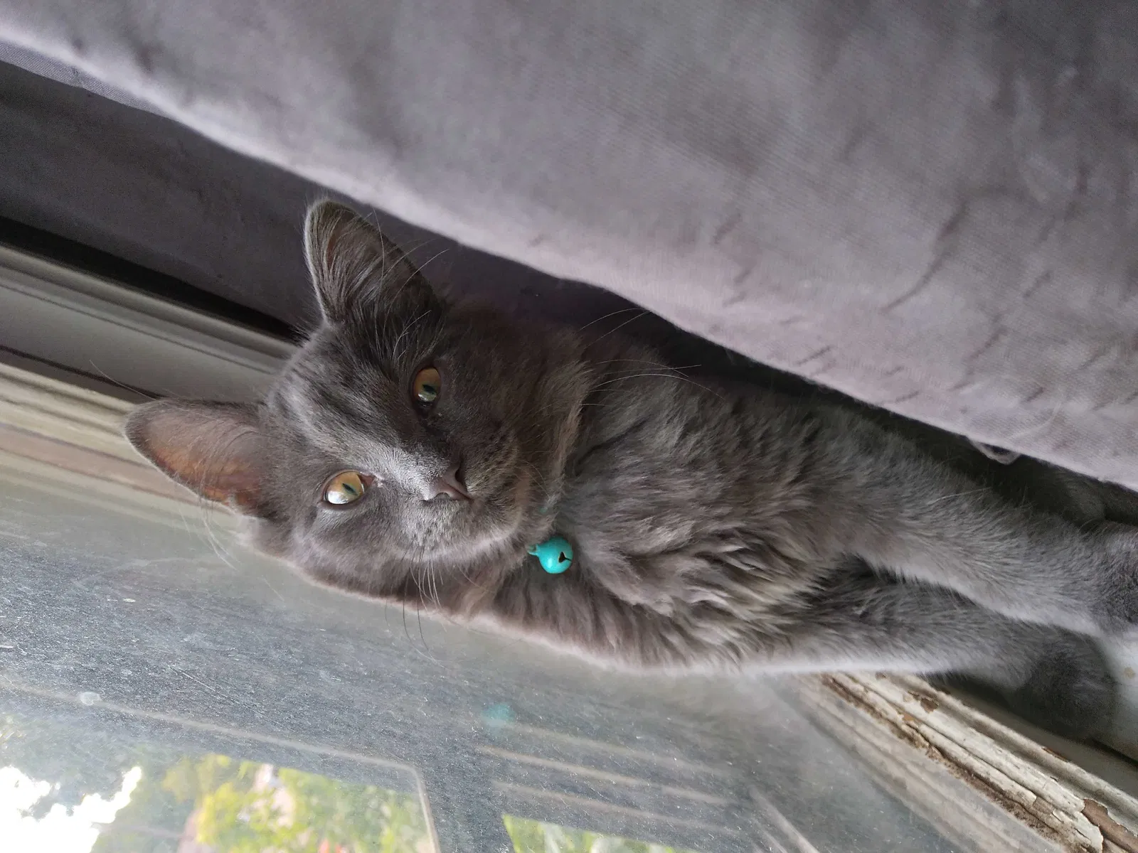 Lost cat in Milwaukee, WI, 53214