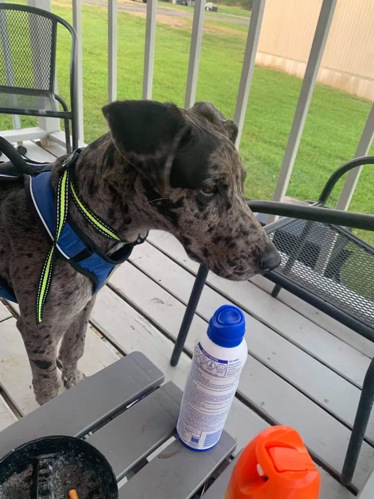 Lost dog in Shreveport, LA, 71107