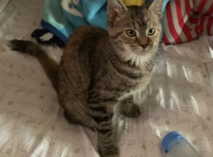Lost cat in New Brighton, PA, 15066