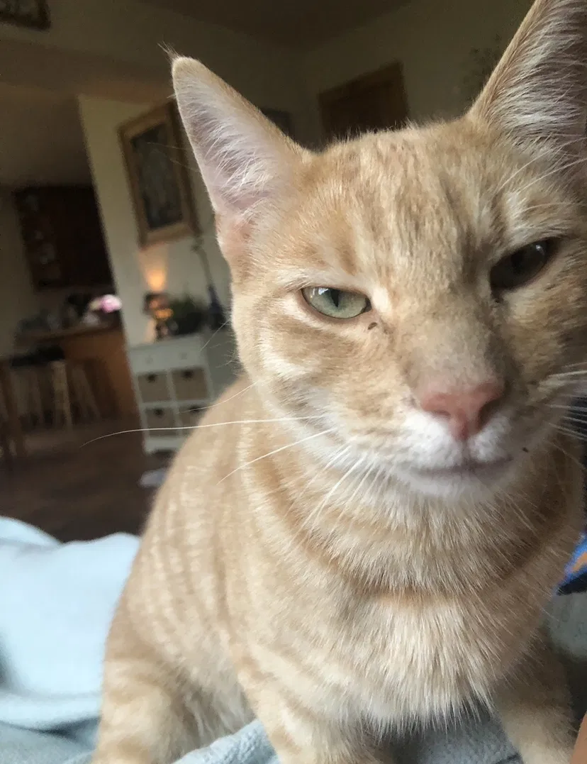 Lost cat in Nederland, CO, 80466