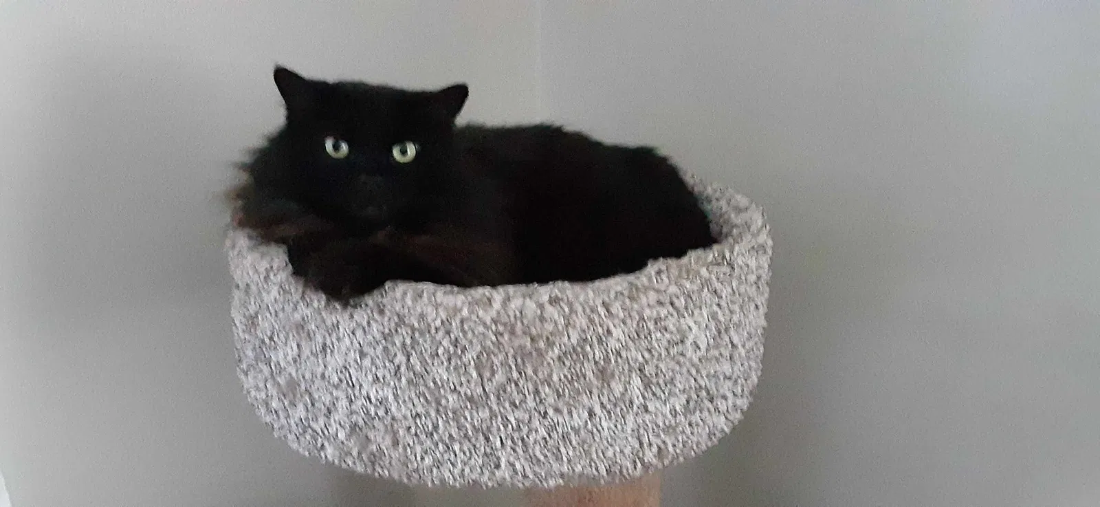 Lost cat in Dundalk, MD, 21222