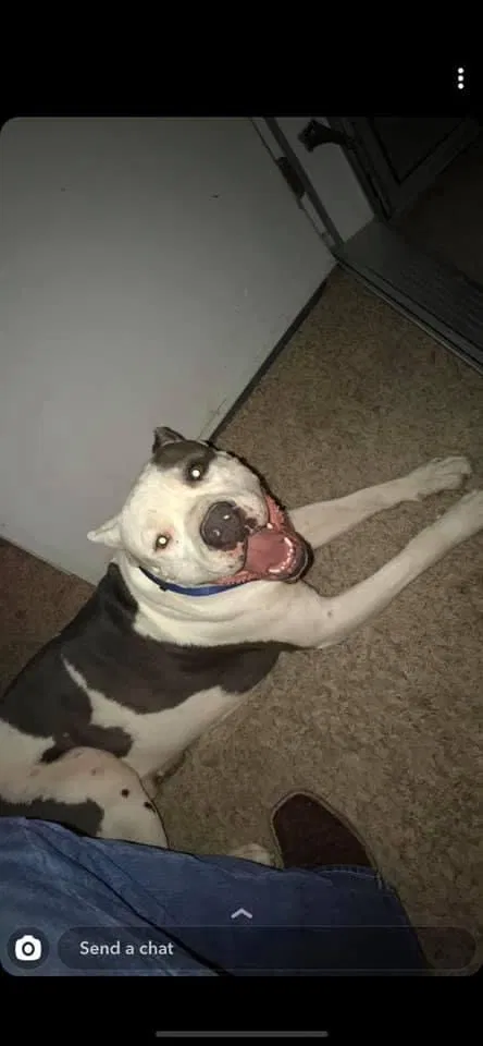 Lost dog in El Paso, TX, 79938