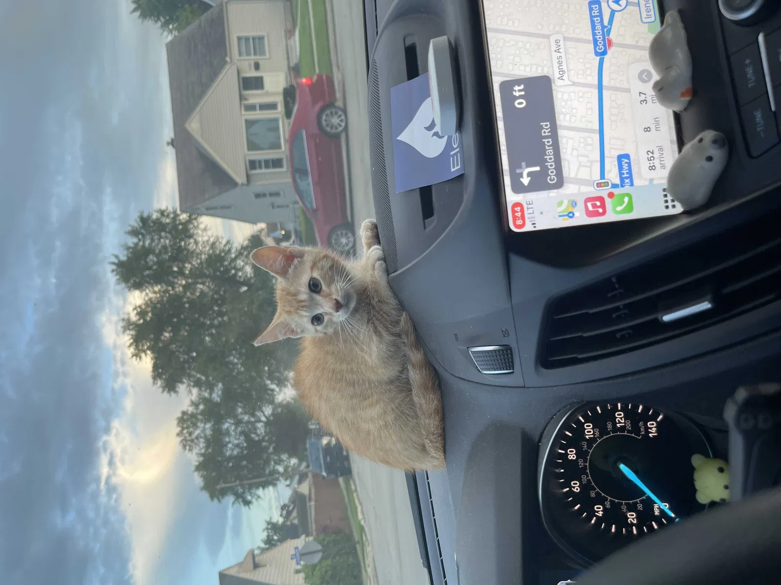 Lost cat in Lincoln Park, MI, 48146