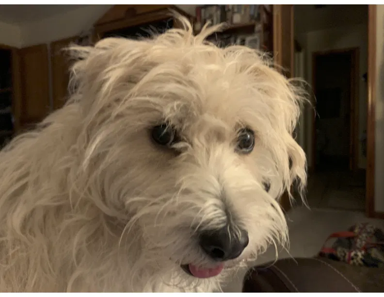 Lost dog in Miami, FL, 33176
