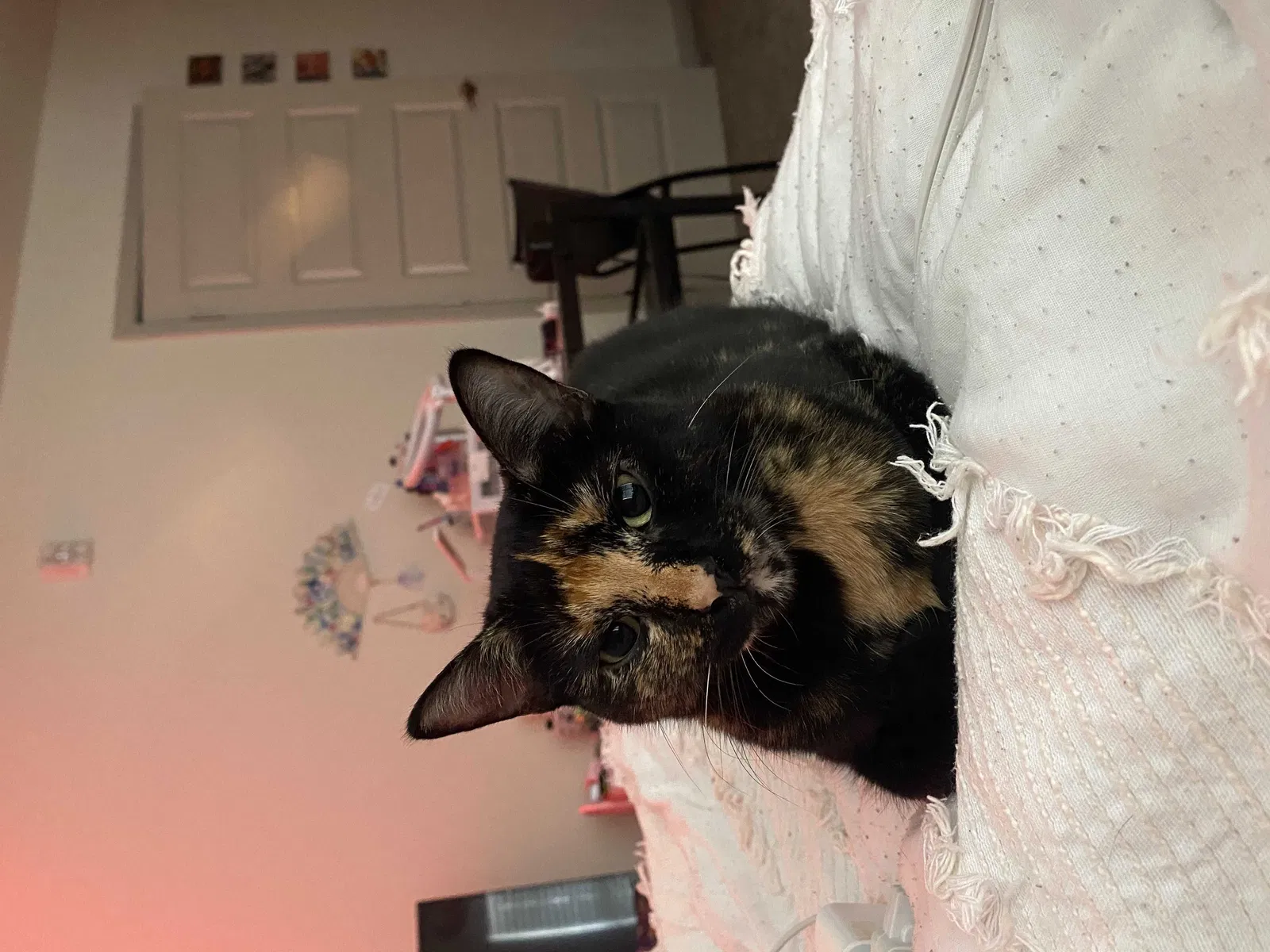 Lost cat in Killeen, TX, 76541