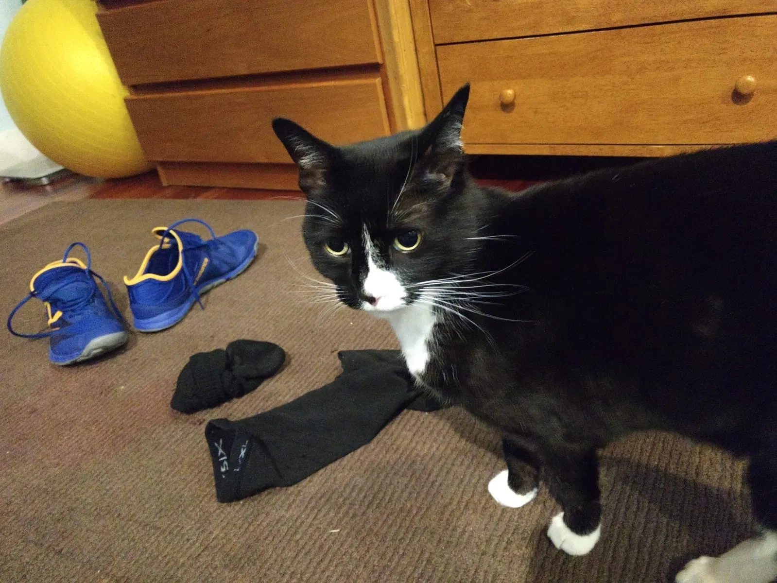 Lost cat in Chicago, IL, 60615