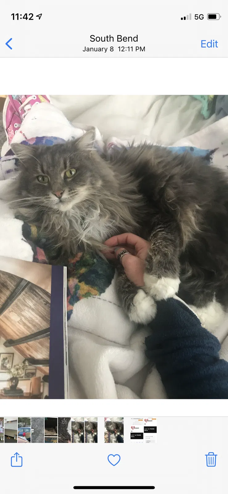 Lost cat in Unknown, IN, 46602
