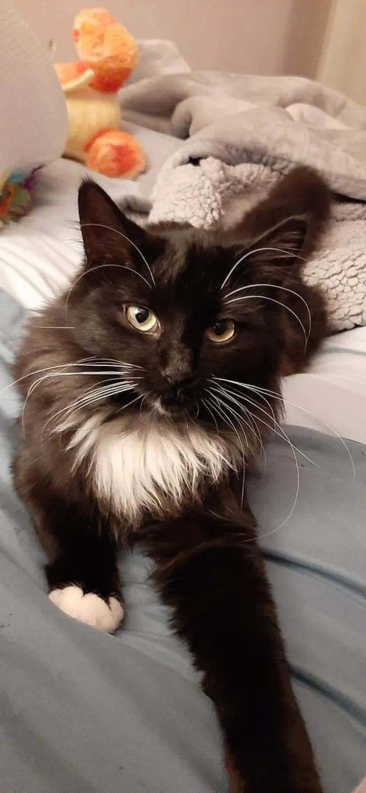 Lost cat in Cedar Lake, IN, 46303