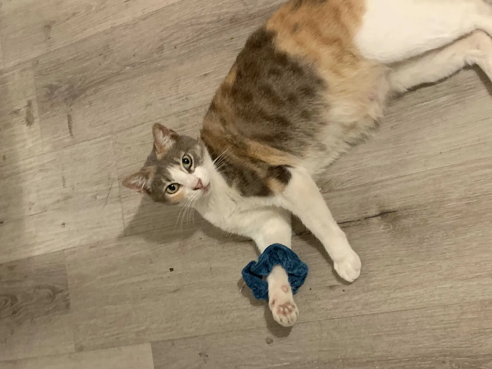 Lost cat in Los Angeles, CA, 90044