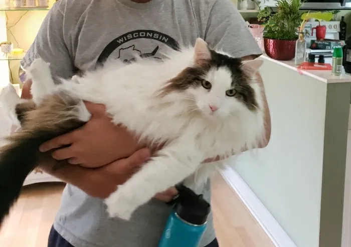 Lost cat in Grafton, WI, 53024
