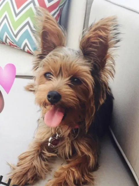 Lost dog in Middle River, MD, 21220
