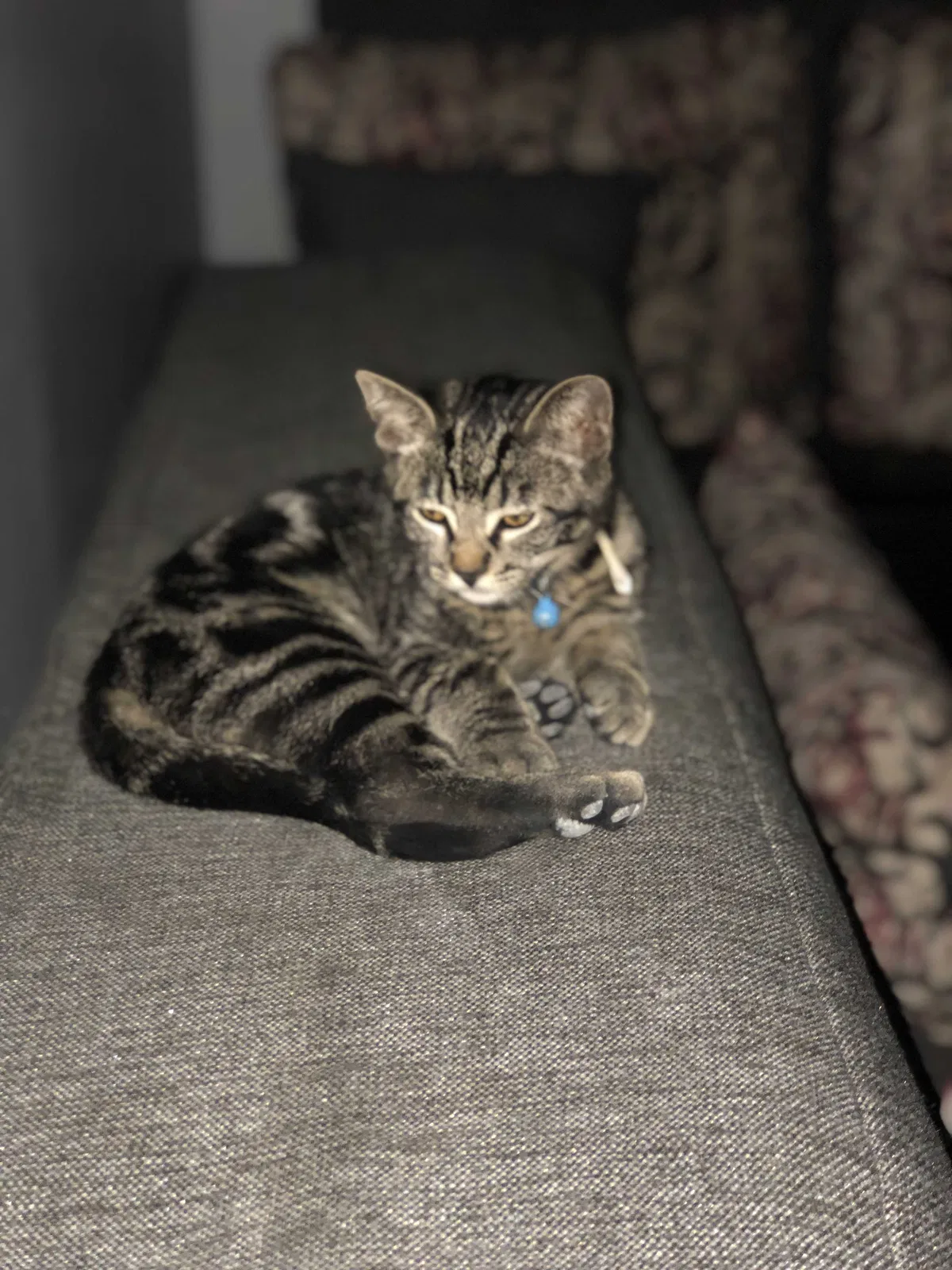 Lost cat in Anaheim, CA, 92805
