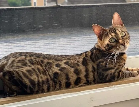 Lost cat in New Rochelle, NY, 10801