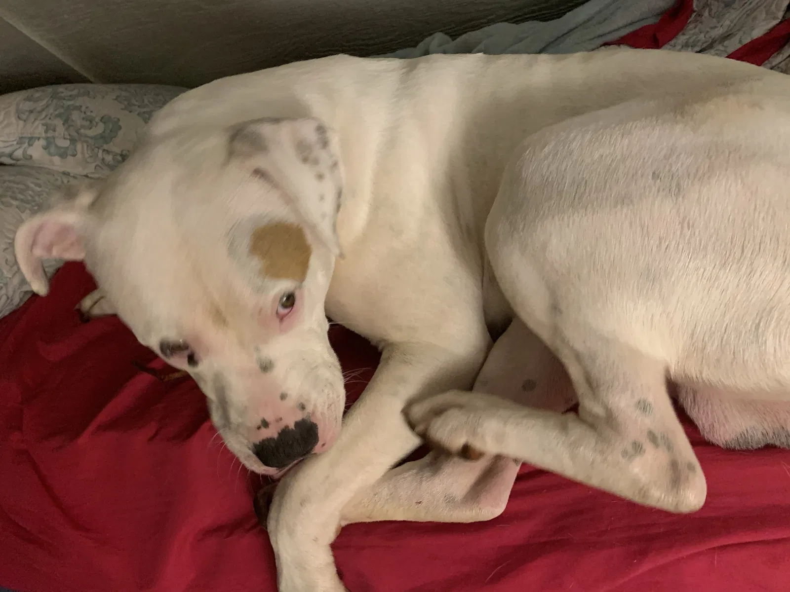 Lost dog in Roaring River, NC, 28669