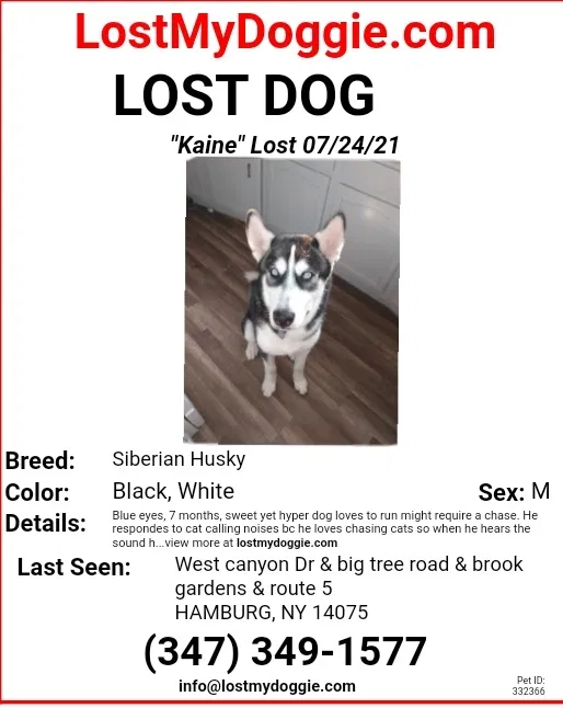 Lost dog in Hamburg, NY, 14075