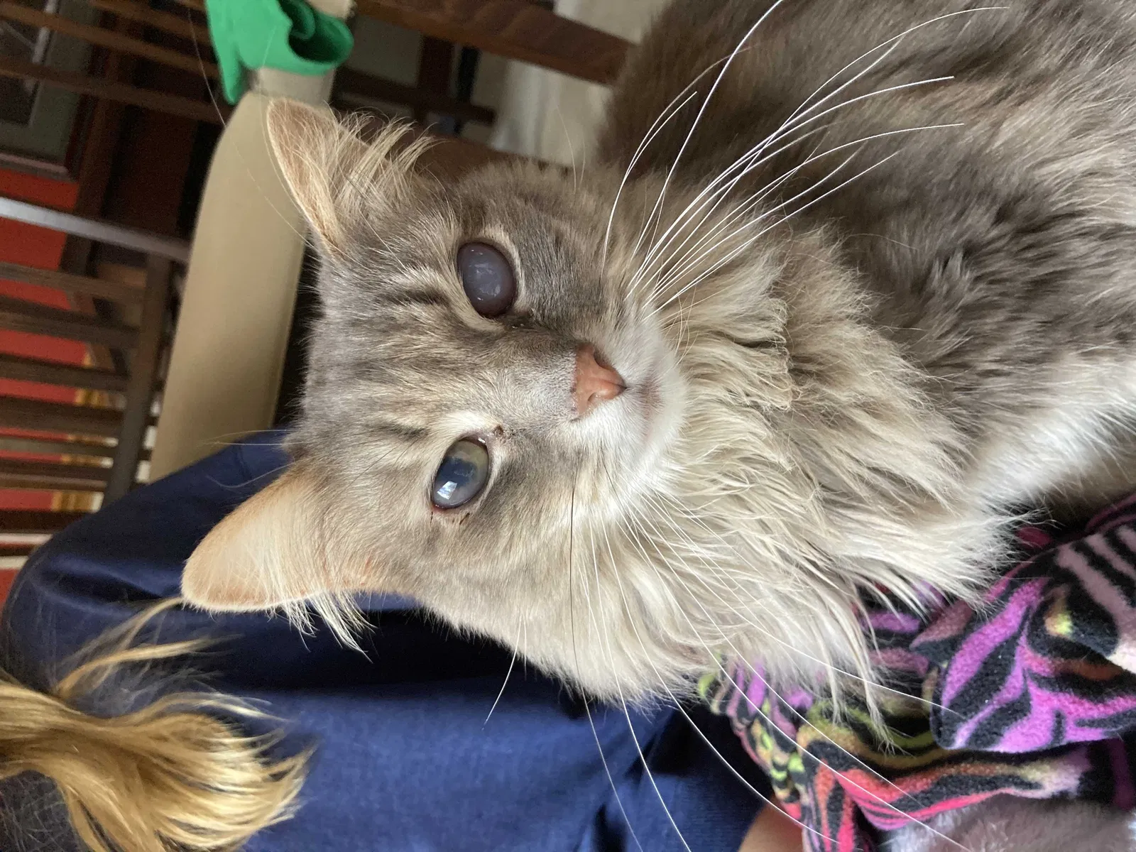 Lost cat in Westerville, OH, 43082