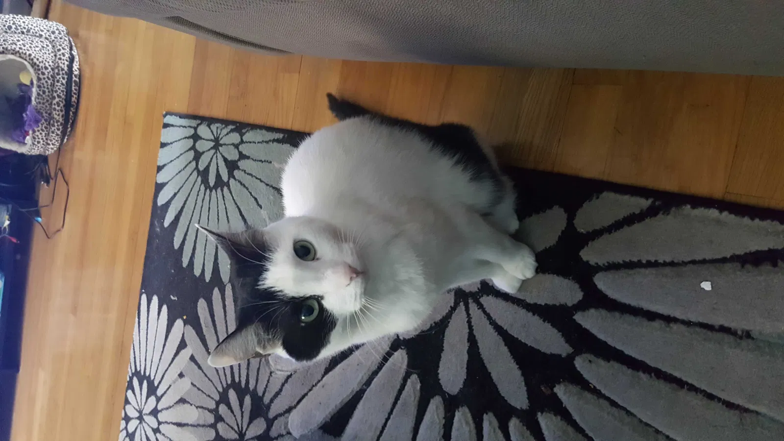 Lost cat in Danbury, CT, 6810
