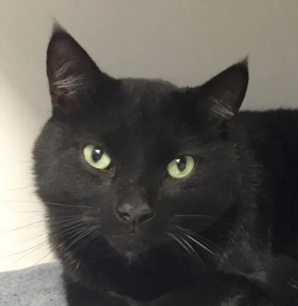 Lost cat in Statesville, NC, 28677