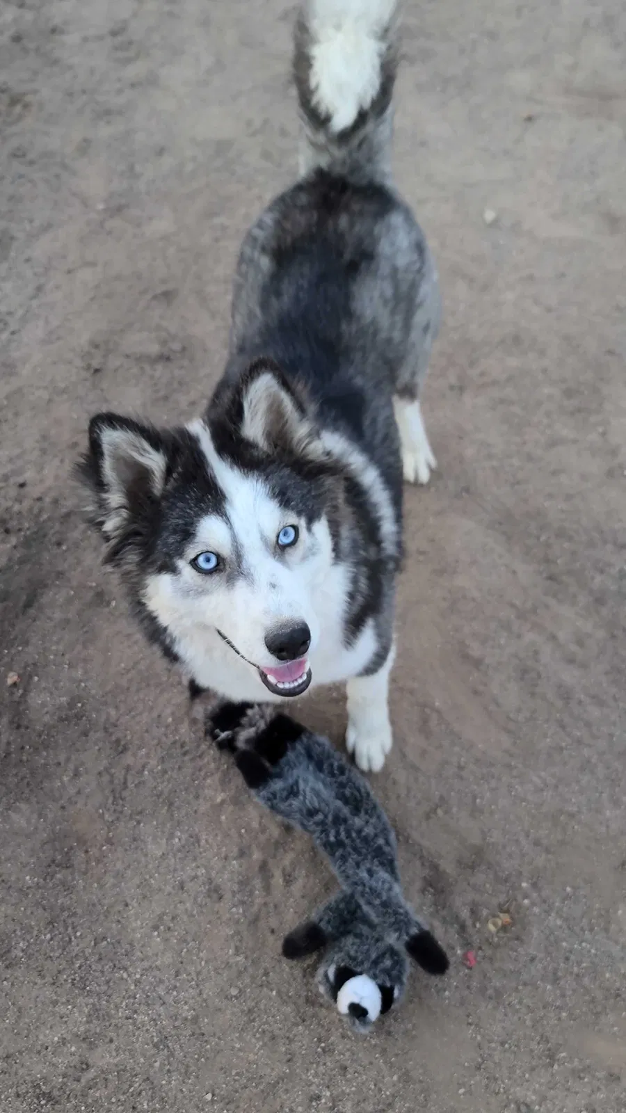 Lost dog in Phoenix, AZ, 85035