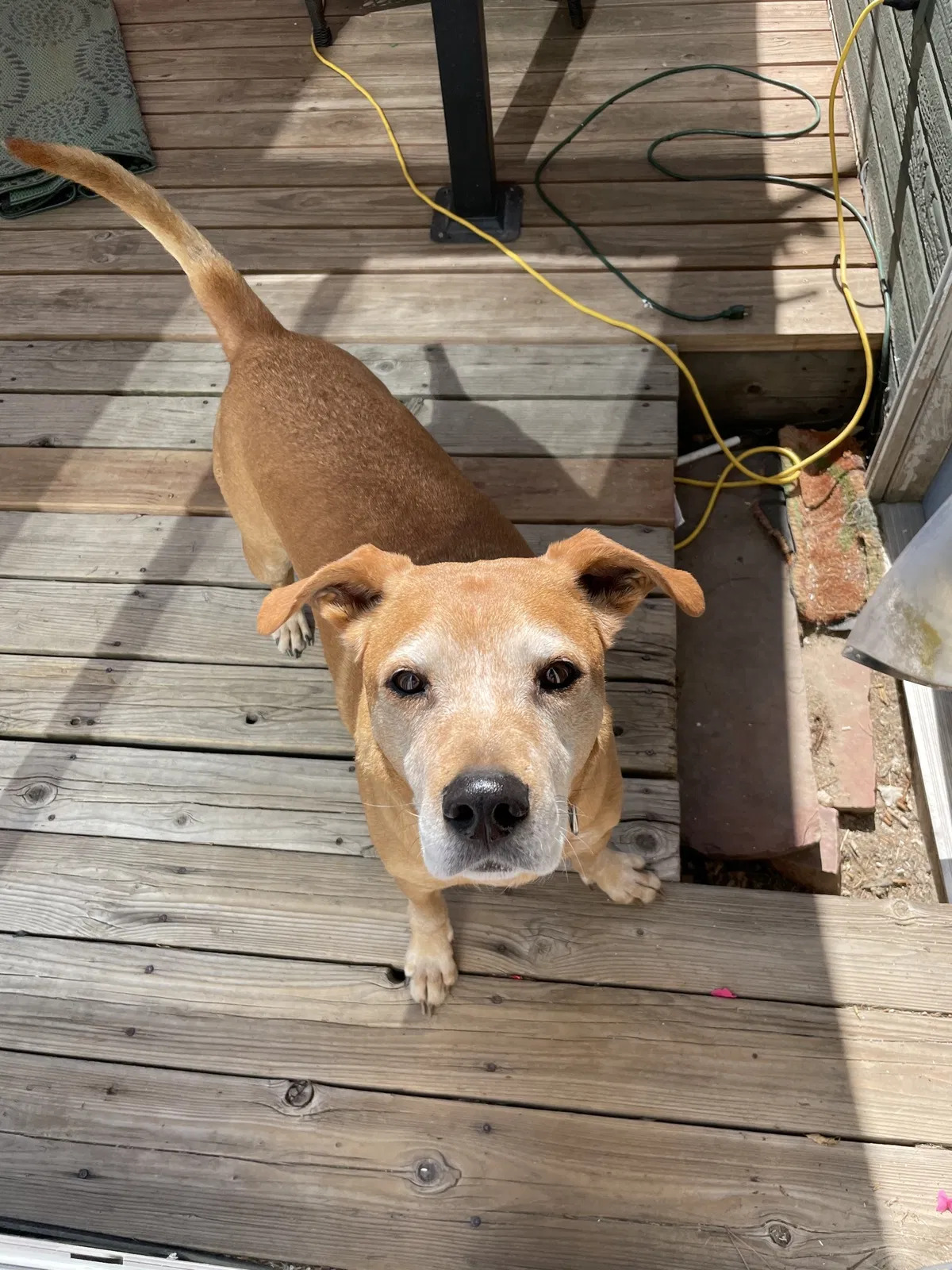 Lost dog in Loveland, CO, 80538