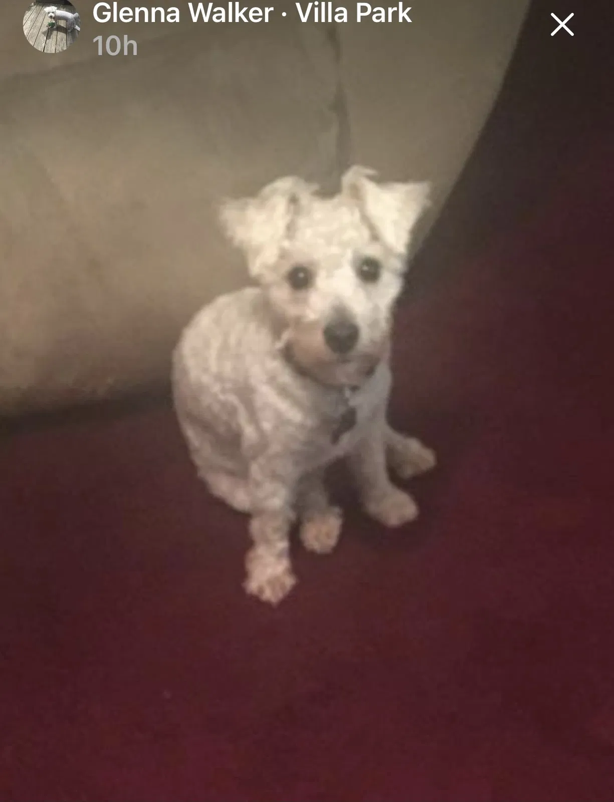 Lost dog in Trenton, NJ, 8629