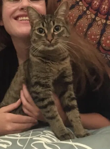 Lost cat in Germantown, WI, 53022