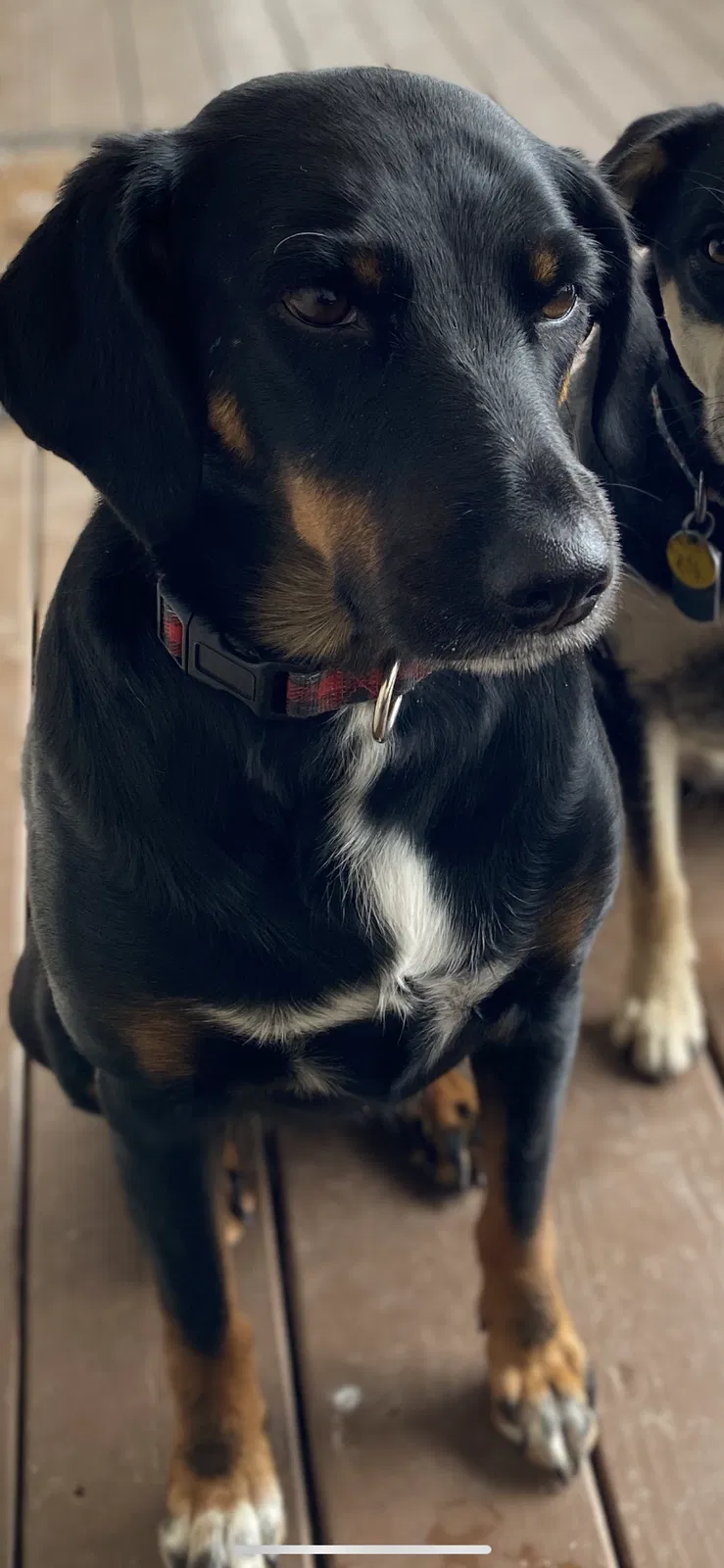 Lost dog in Winchester, KY, 40391