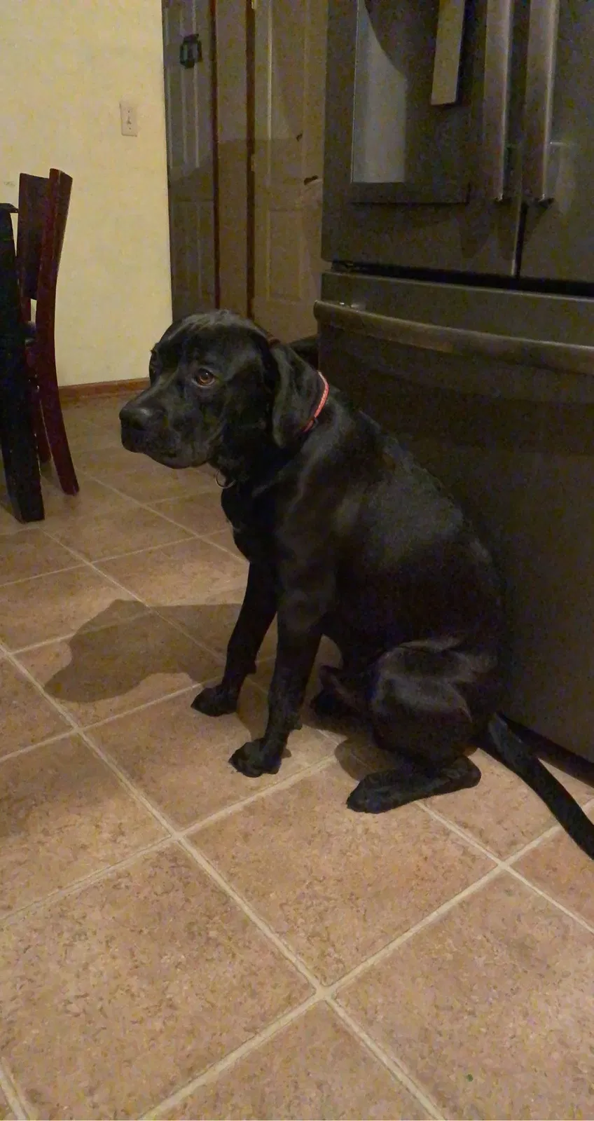 Lost dog in Des Moines, IA, 50316