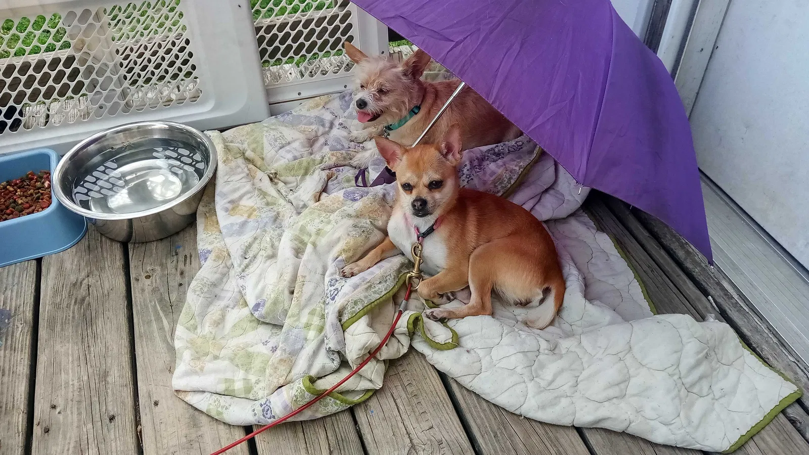Lost dog in North Bend, NE, 68649