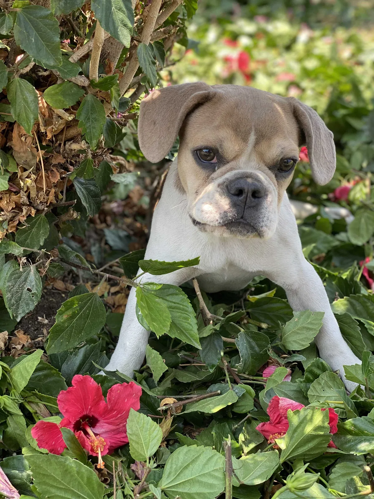 Lost dog in Colton, CA, 92324