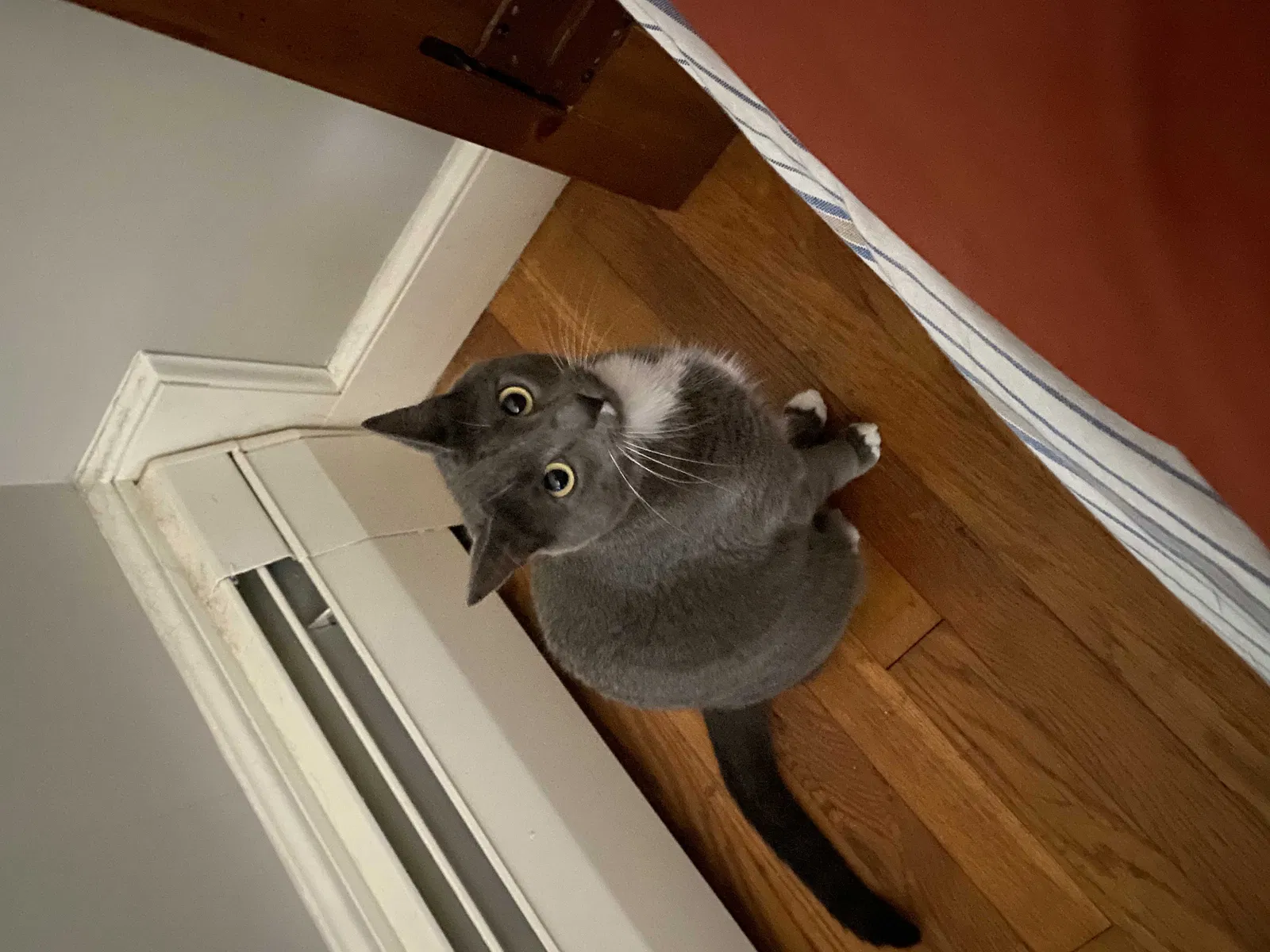 Lost cat in Acton, MA, 1720