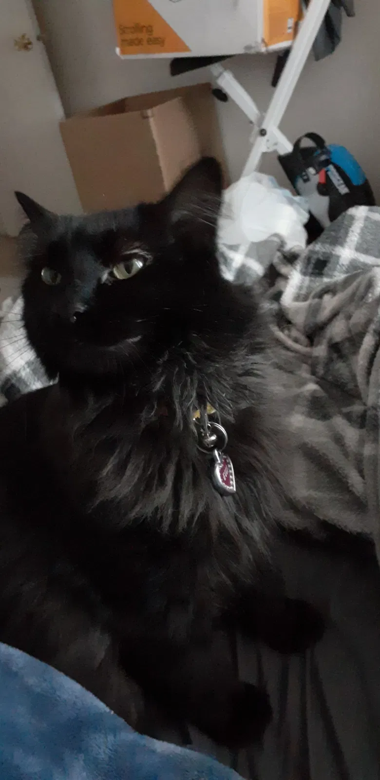 Lost cat in Salt Lake City, UT, 84107