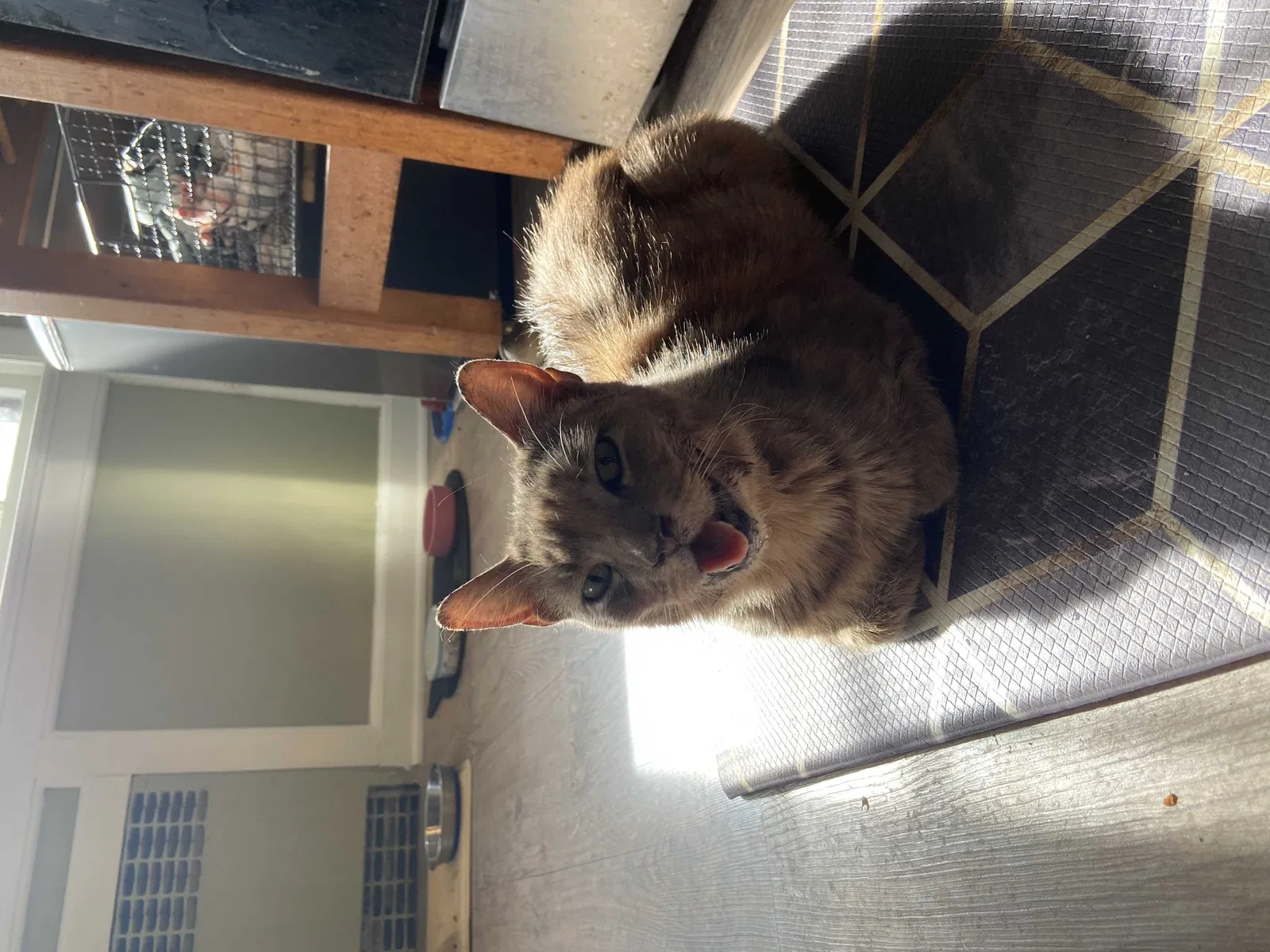 Lost cat in Cranford, NJ, 7016