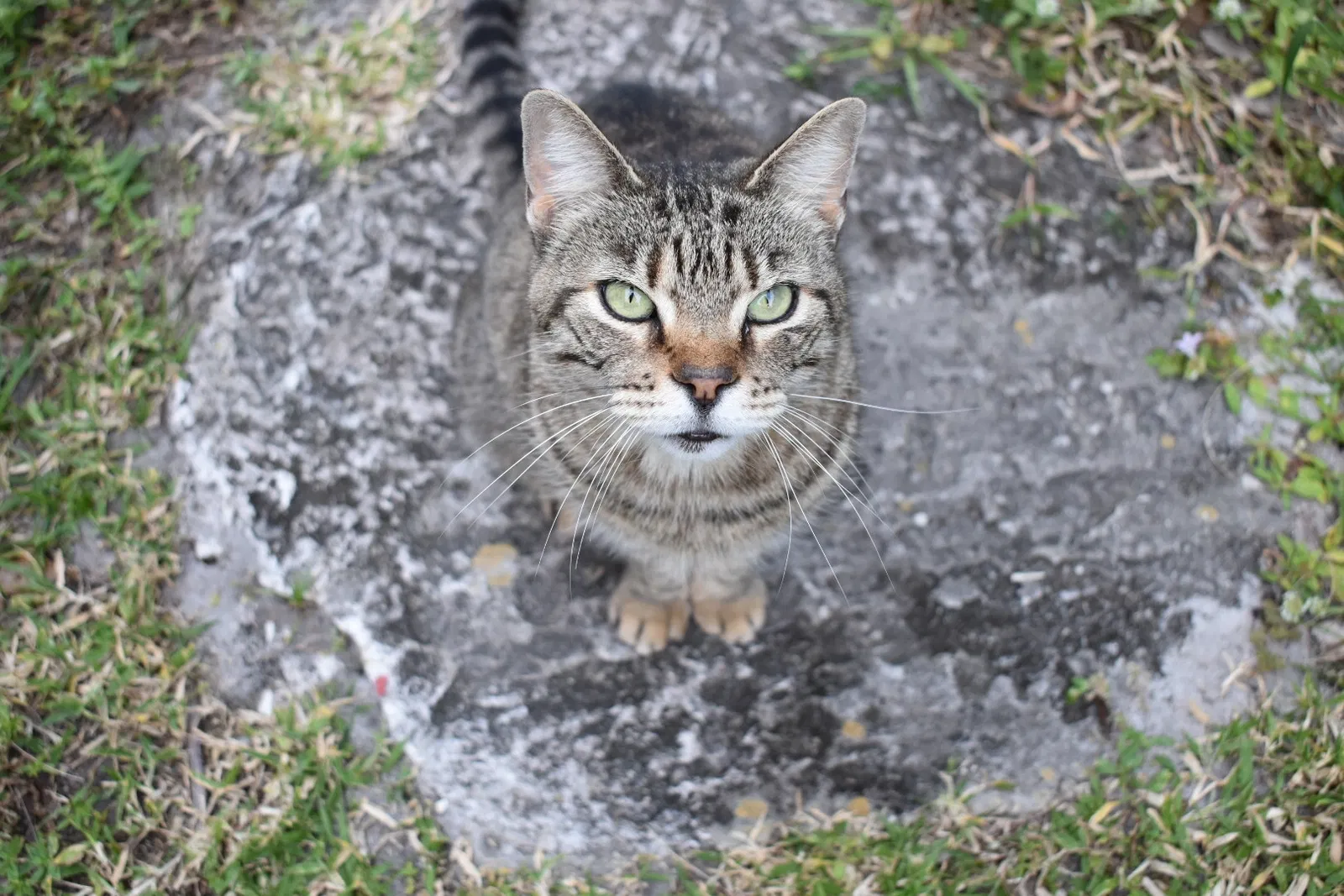 Lost cat in Eustis, FL, 32726