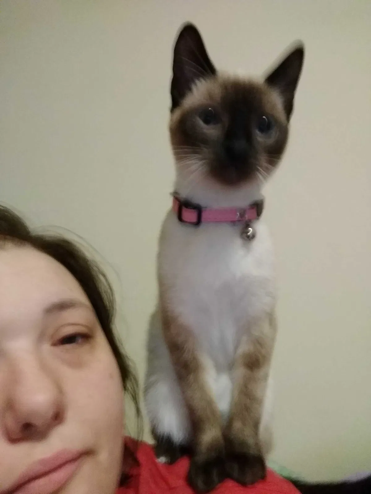 Lost cat in Cordova, TN, 38016