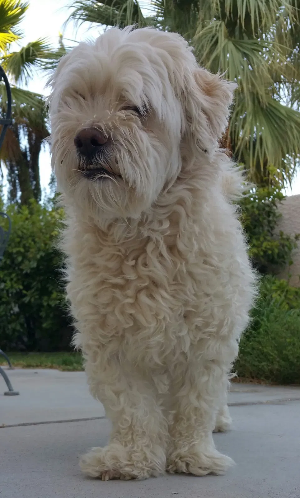 Lost dog in Las Vegas, NV, 89134