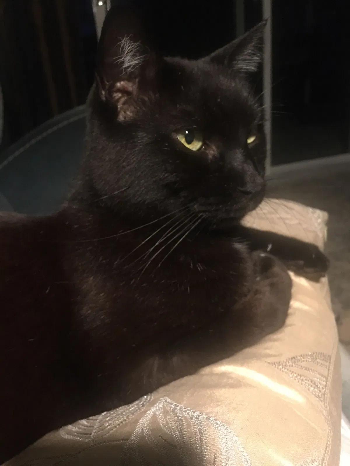 Lost cat in Port Saint Lucie, FL, 34952