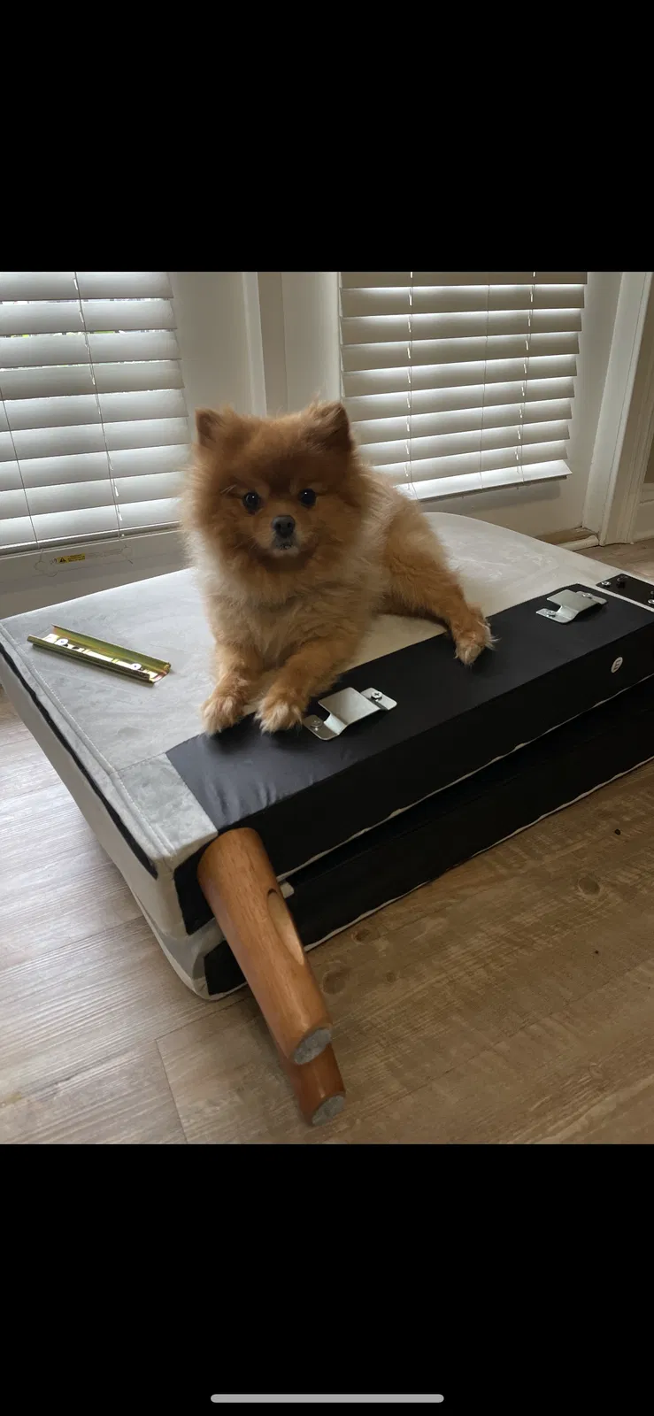 Lost dog in Atlanta, GA, 30324