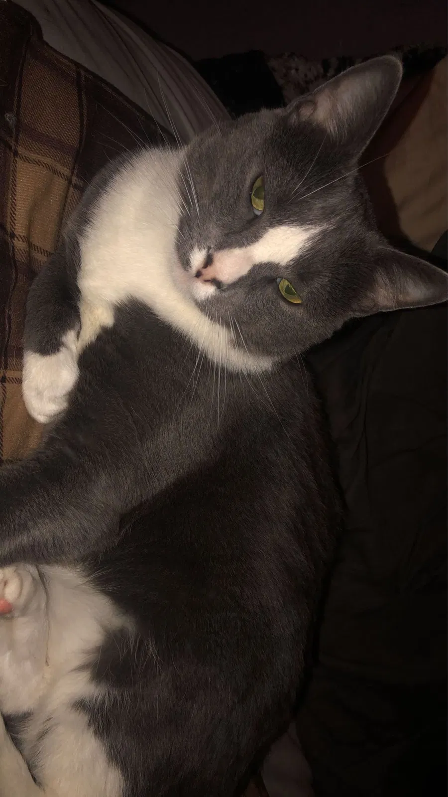 Lost cat in Windsor, CO, 80550