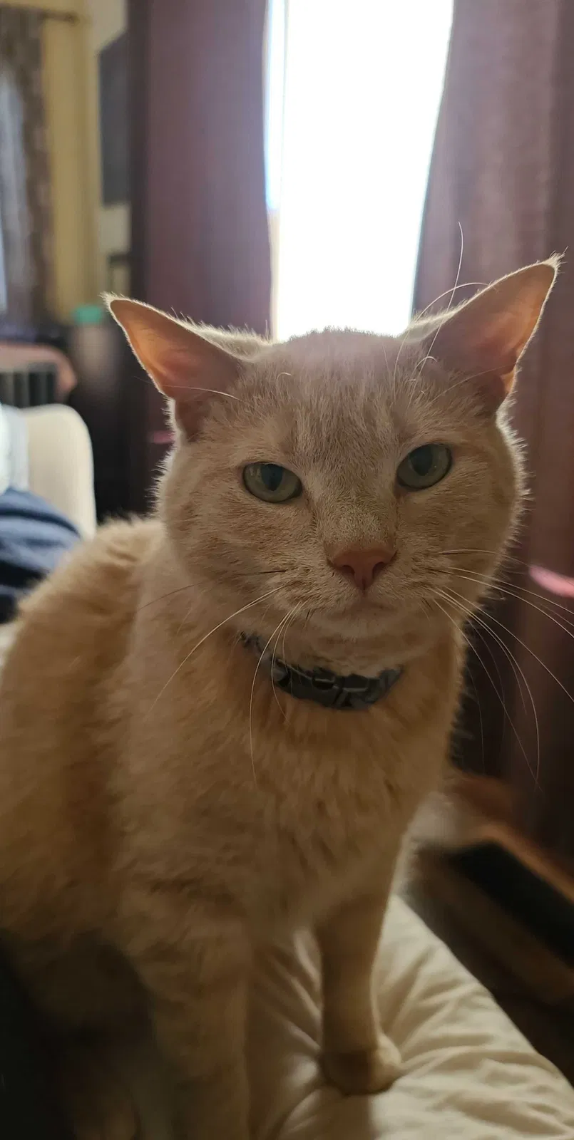 Lost cat in Green Bay, WI, 54311