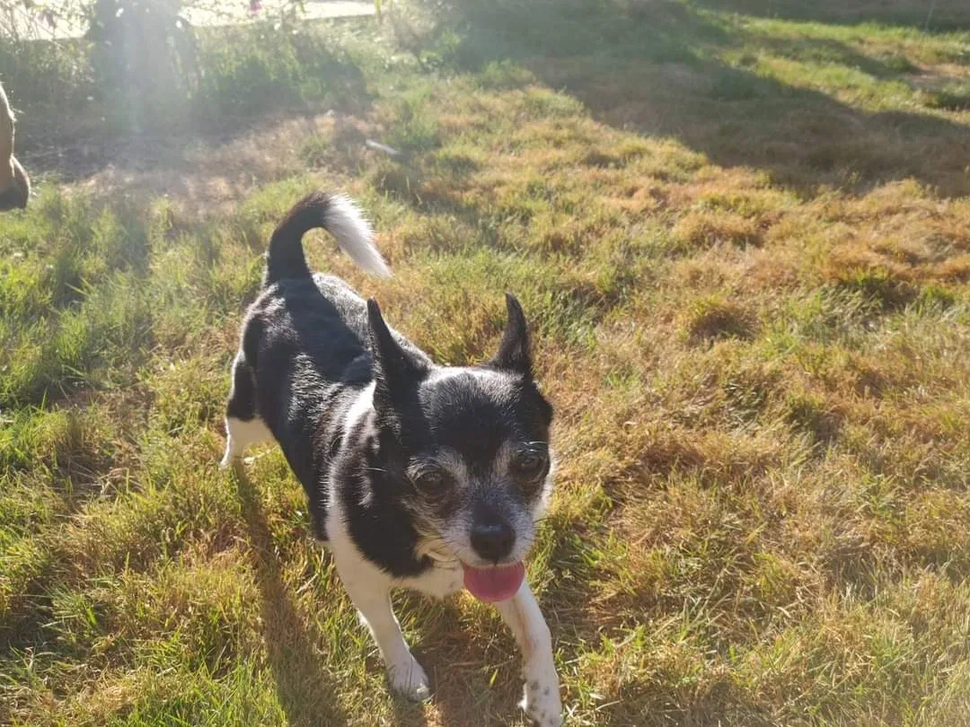 Lost dog in Battle Ground, WA, 98604